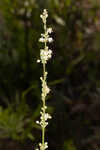 Florida beargrass